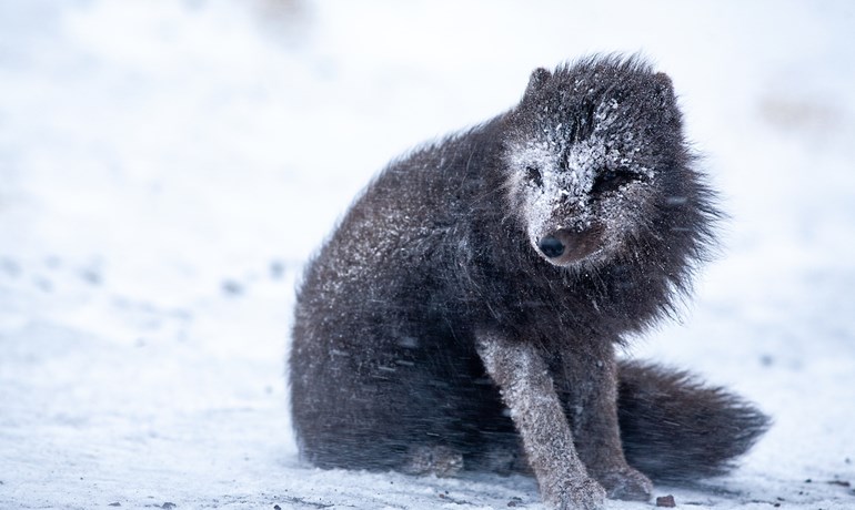 Arctic fox