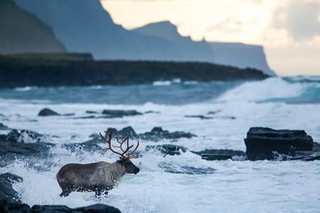 Reindeer in the ocean