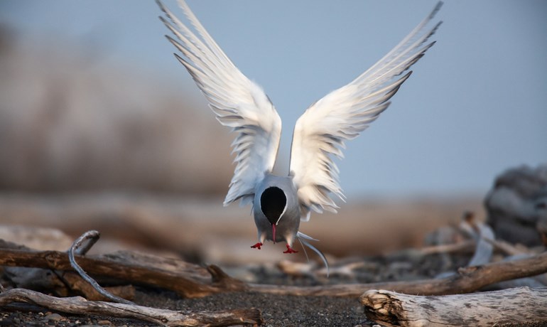 arctic tern