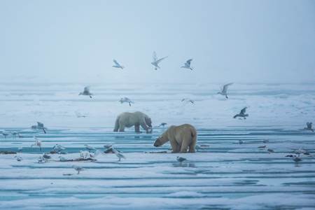 Two icebears and birds